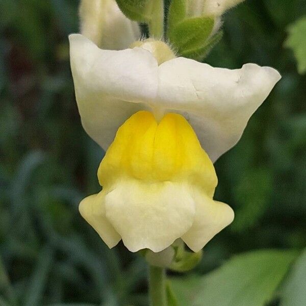 Antirrhinum majus 花