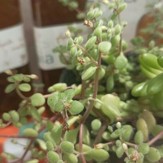 Crassula expansa Leaf