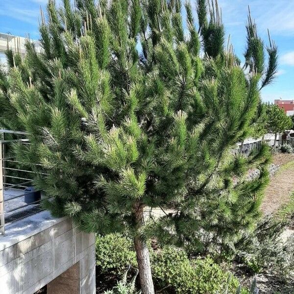 Pinus pinaster Hábitos