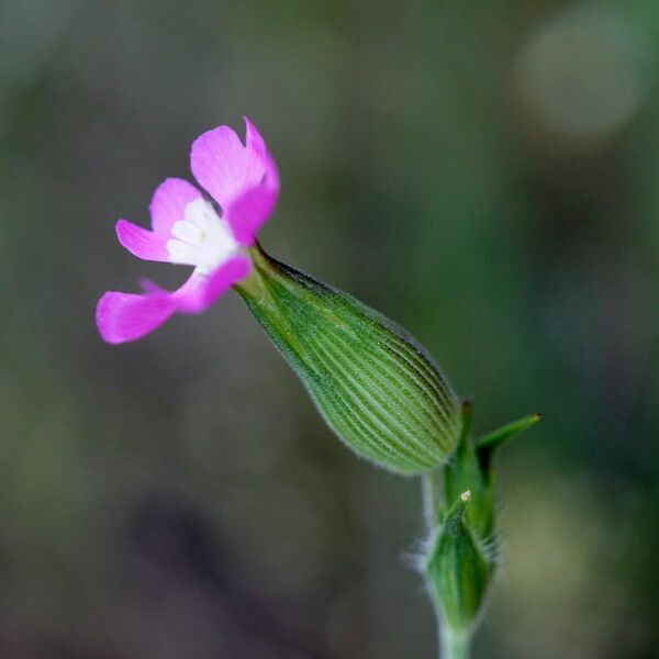 Silene conica Цвят