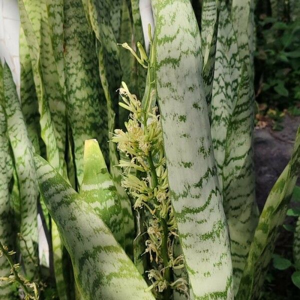 Dracaena hyacinthoides Hábito