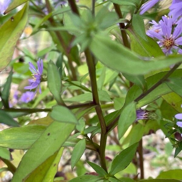 Symphyotrichum cordifolium Leaf