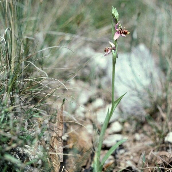 Ophrys scolopax عادت