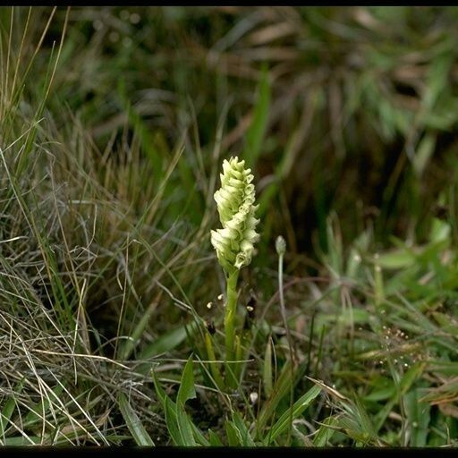 Spiranthes romanzoffiana ശീലം