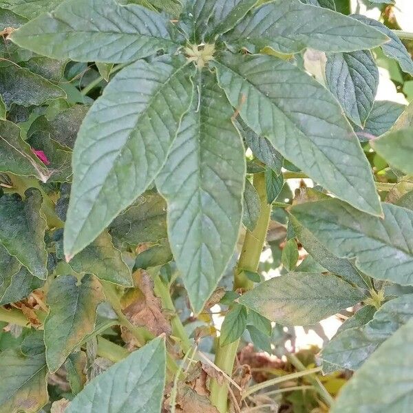 Cleome houtteana 葉