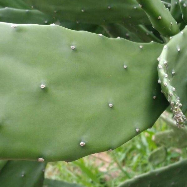 Opuntia cochenillifera Лист