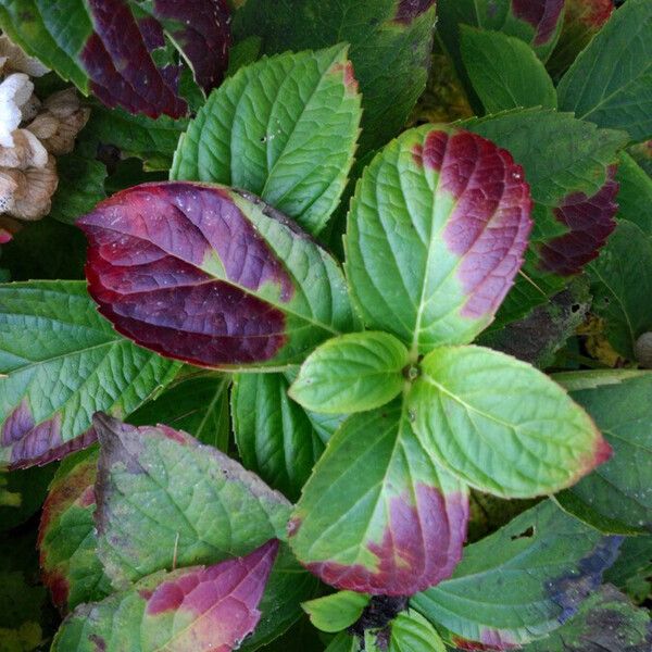 Hydrangea macrophylla Liść