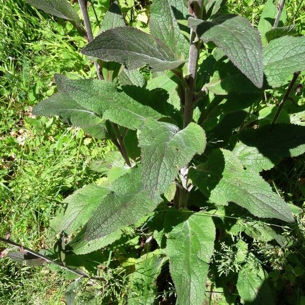 Digitalis purpurea Blad