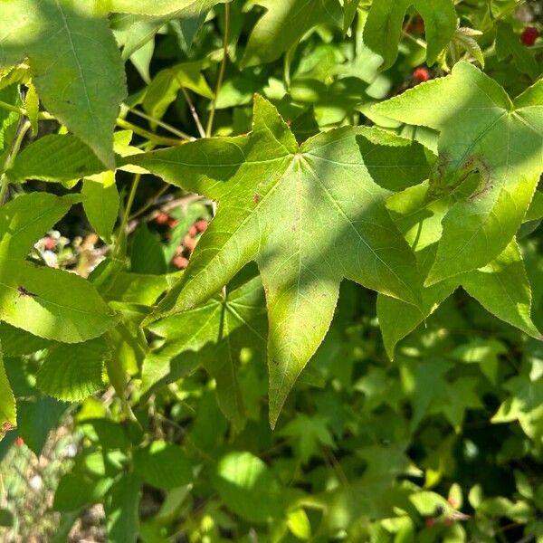 Liquidambar formosana 葉