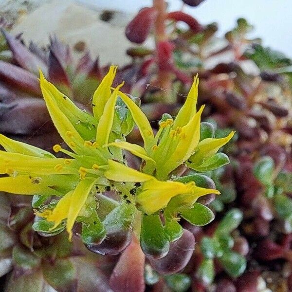 Sedum oreganum Fiore