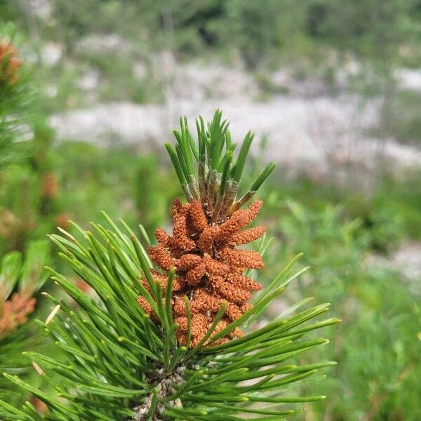 Pinus mugo Květ