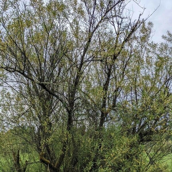 Salix alba Natur
