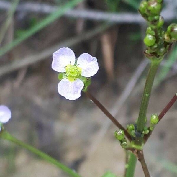 Alisma plantago-aquatica Flower