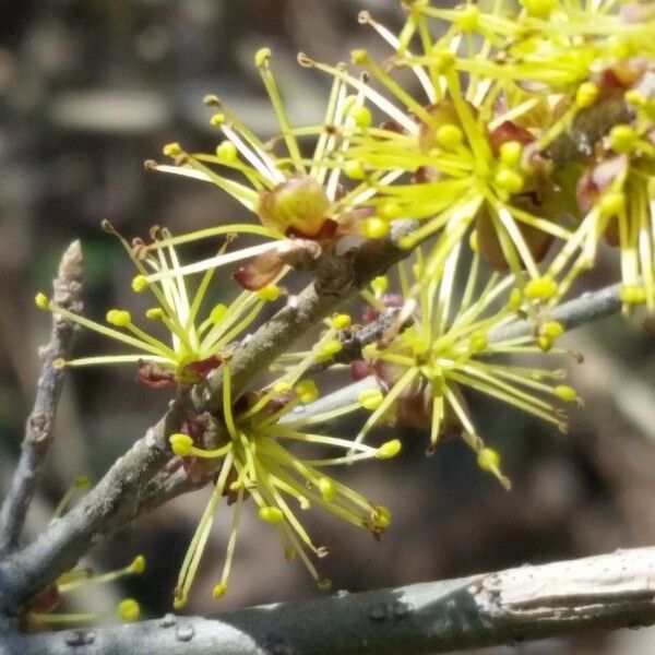 Forestiera pubescens പുഷ്പം