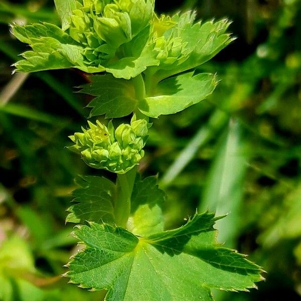 Alchemilla monticola Flower