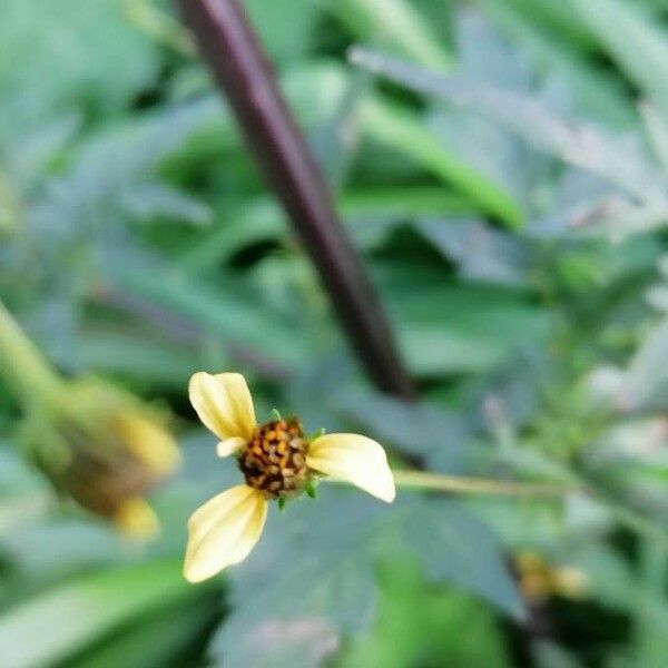 Bidens bipinnata 花