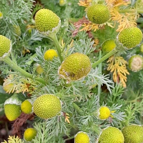 Matricaria discoidea Flower