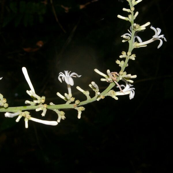 Angostura granulosa Flor