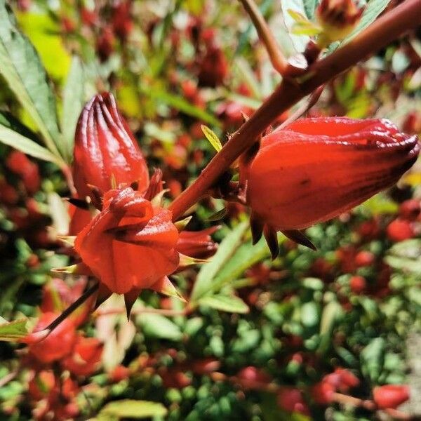 Hibiscus sabdariffa 果實