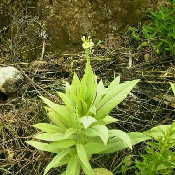 Lactuca indica Цветок