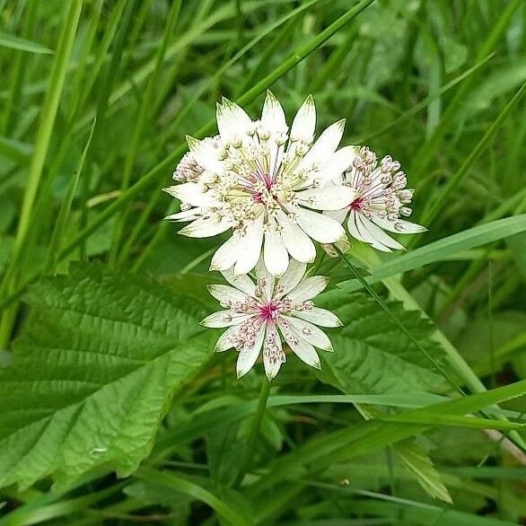 Astrantia major Bloem