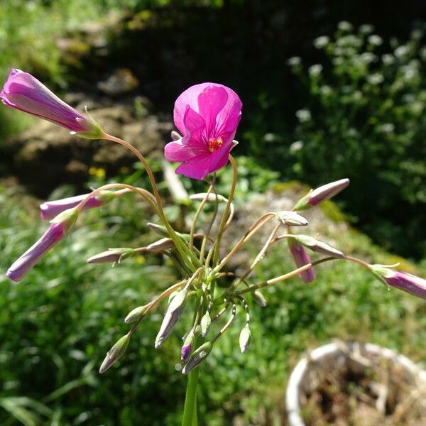 Oxalis articulata Flower