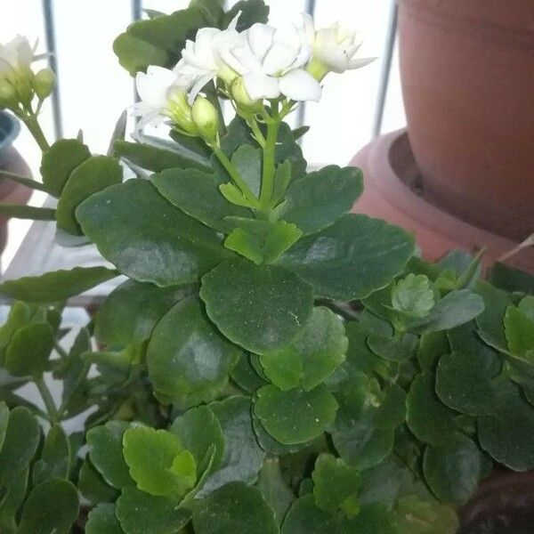 Kalanchoe blossfeldiana Plante entière