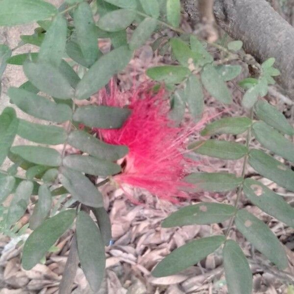 Calliandra surinamensis Lorea