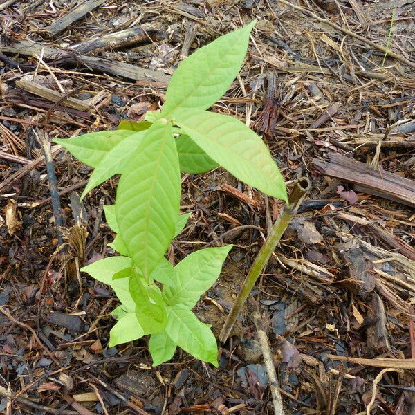 Inga edulis Leaf