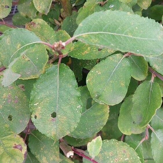 Salix aurita Leaf