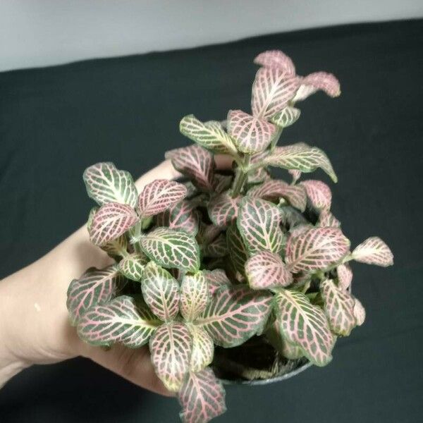 Fittonia albivenis Blad