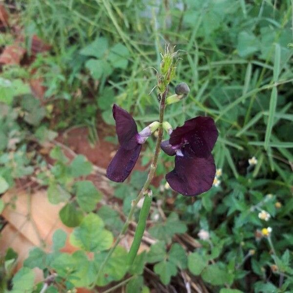 Macroptilium atropurpureum Flower