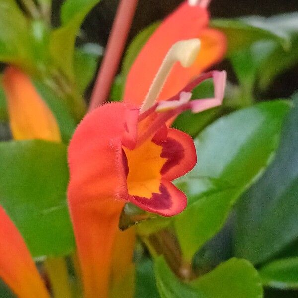 Aeschynanthus speciosus Bloem