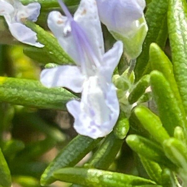 Salvia rosmarinus Çiçek