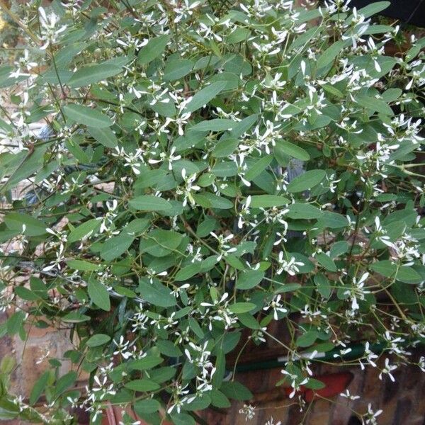 Euphorbia hypericifolia Kukka