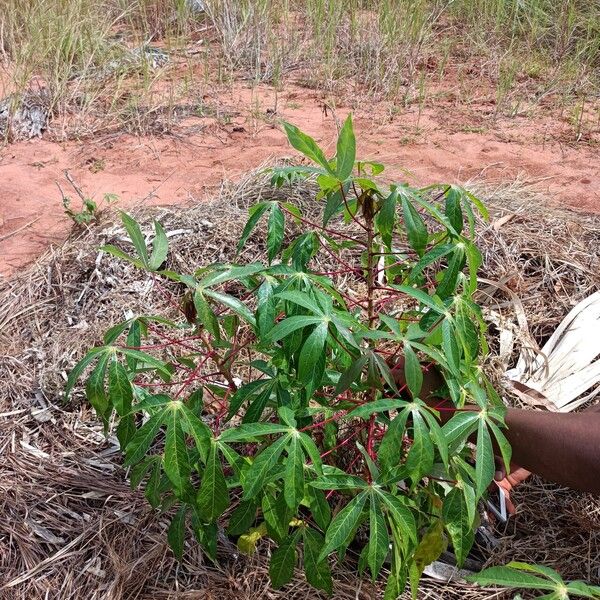 Manihot esculenta Habit