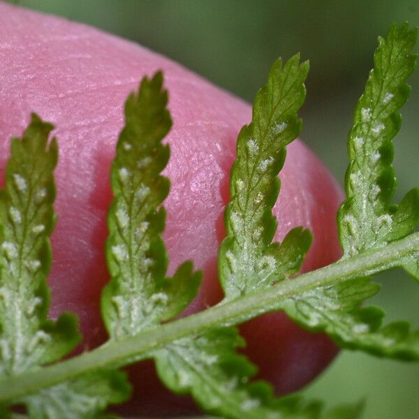 Athyrium filix-femina Fruitua