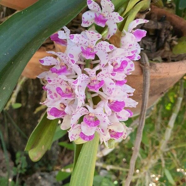 Cattleya amethystoglossa Цвят