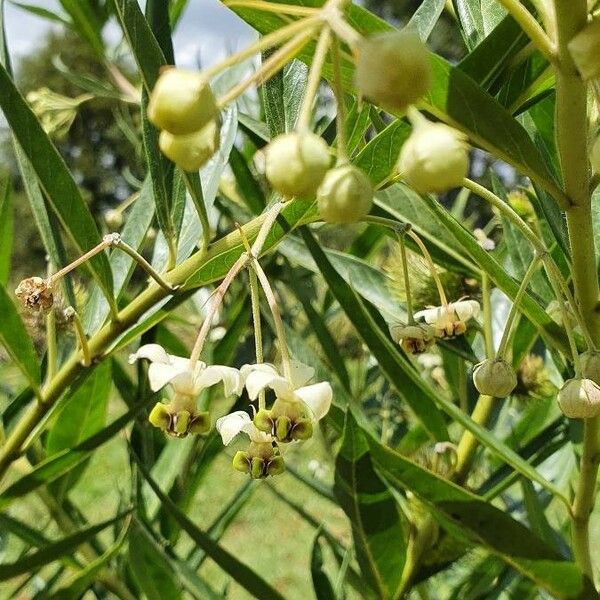 Gomphocarpus semilunatus 花