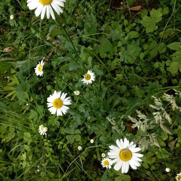 Leucanthemum vulgare Hábitos