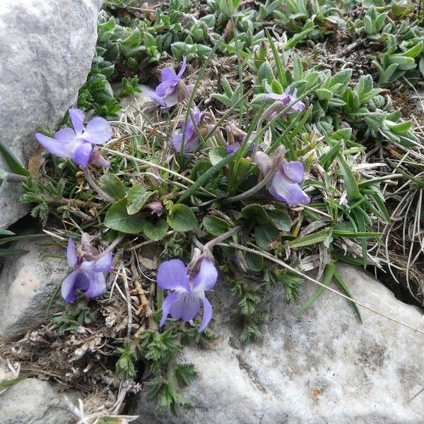 Viola rupestris ശീലം