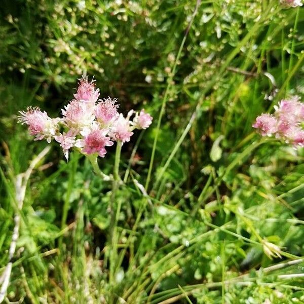 Antennaria dioica Cvet