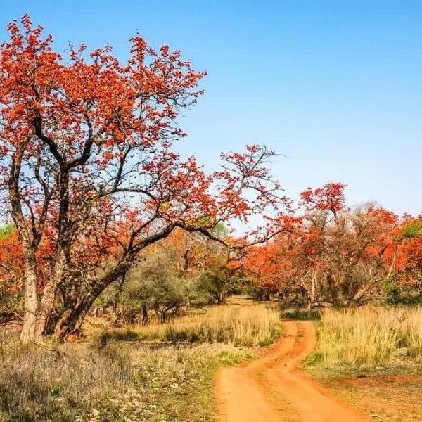 Erythrina fusca Blomst