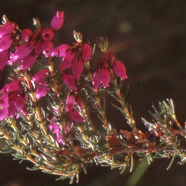 Erica cinerea Flor