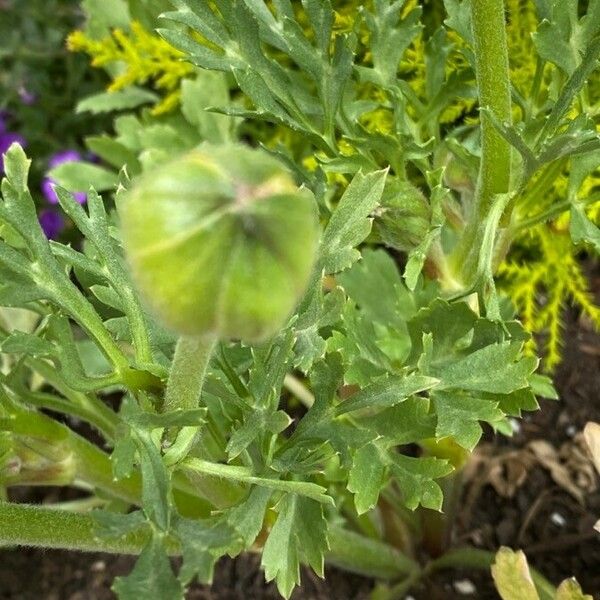 Ranunculus asiaticus Kita