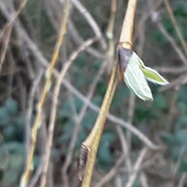 Salix × pendulina Blad