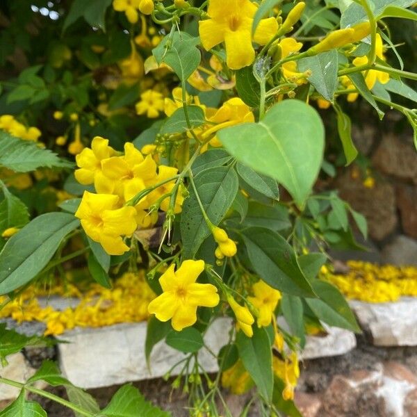 Jasminum odoratissimum 花