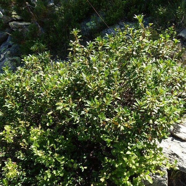 Rhododendron ferrugineum Habit