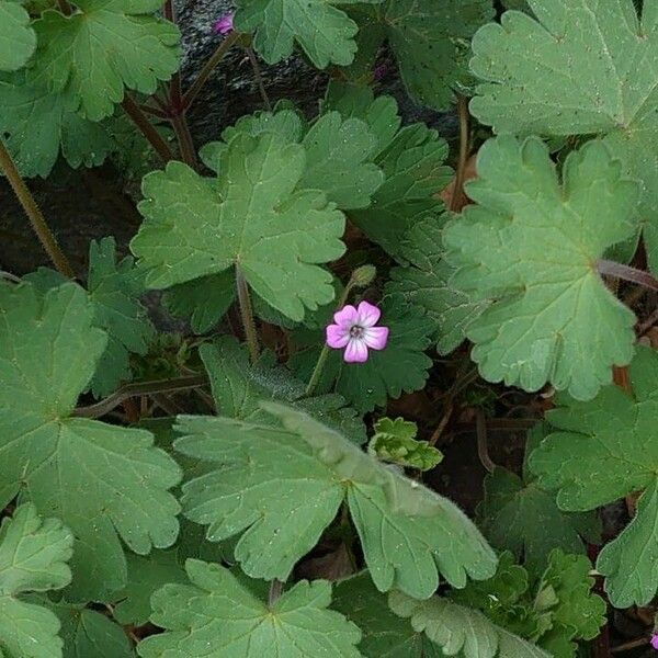 Geranium rotundifolium Цветок