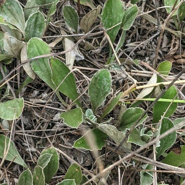 Antennaria plantaginifolia Blad